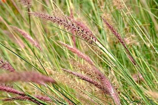 给儿子的新年祝福语35句