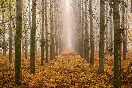关于秋的抒情句子