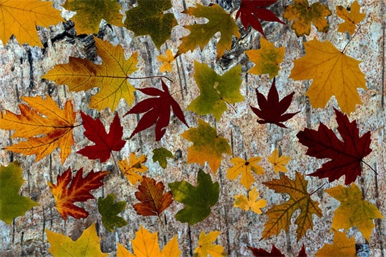 好朋友生日祝福语88句