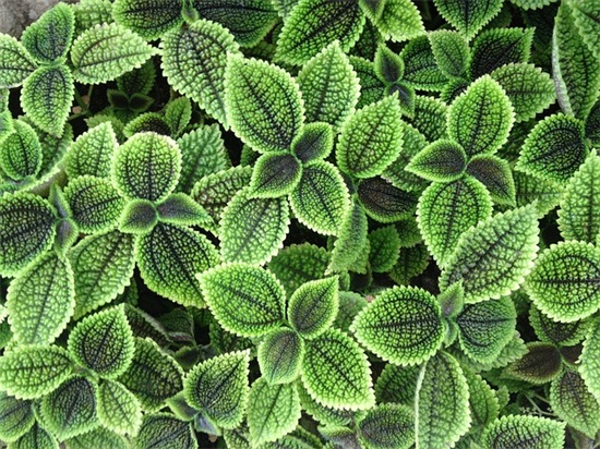 2026情人节空间说说语录大全