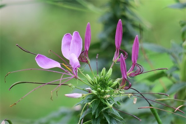 2026精选徐志摩经典语录