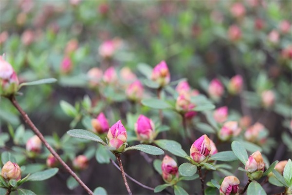 十五年等待候鸟语录