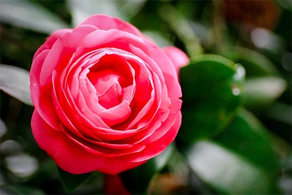 作家木心经典语录摘抄