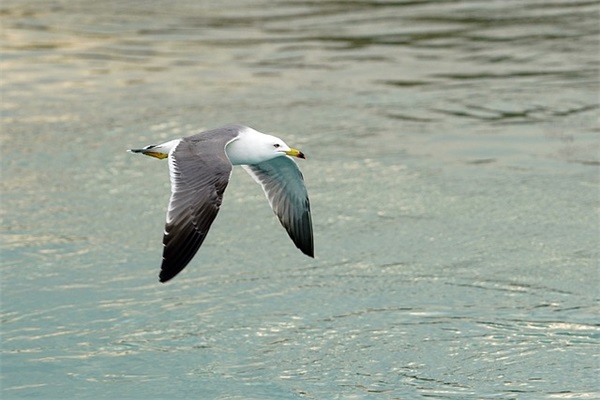 心灵鸡汤经典语录失恋的句子