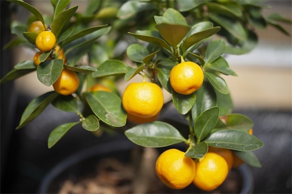 一代大商孟洛川语录16句