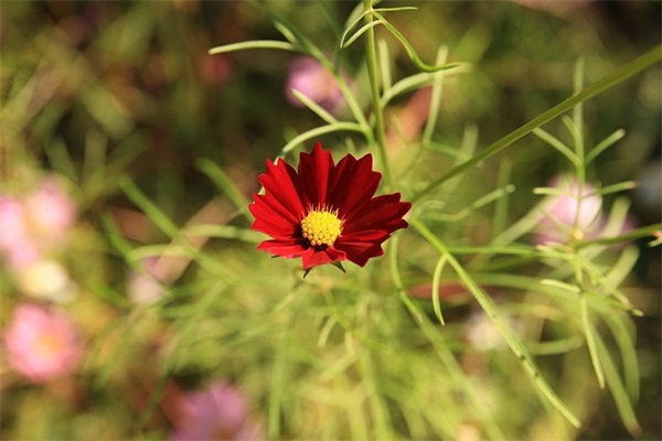 苦中作乐的励志语录