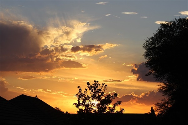 树下野狐语录28句