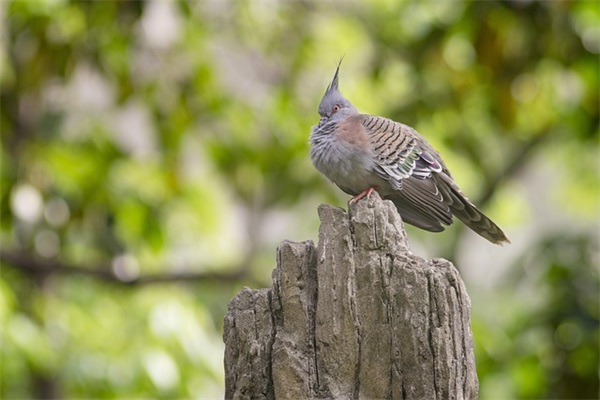 七夕表白语录 七夕如何向喜欢的人表白