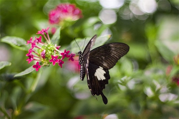减肥励志语录70句