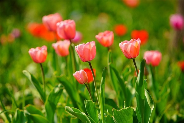 八音盒的祝福语 【八音盒说说】