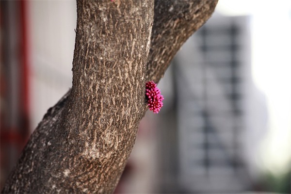 娘家人结婚祝福语 【娘家人结婚贺词怎么讲】