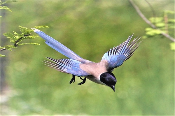 百岁岁的祝福语 【百岁岁祝福语言】