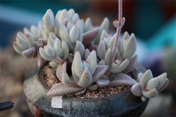 很幽默很皮的早安句子大全 有关幽默早安语录