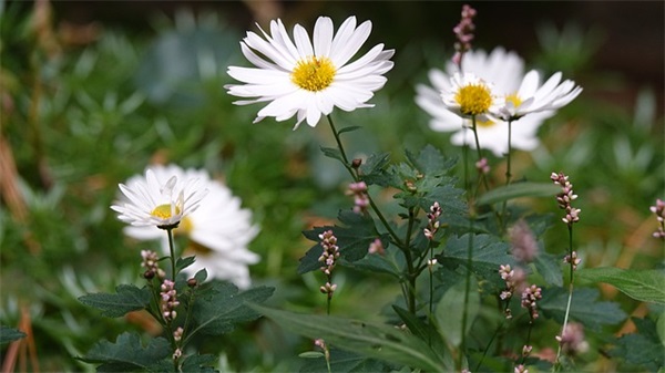 作家莫言的经典语录91句