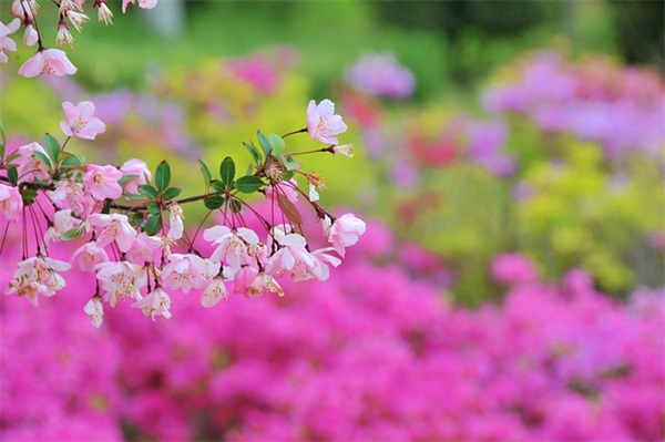 火影忍者大蛇丸语录66句