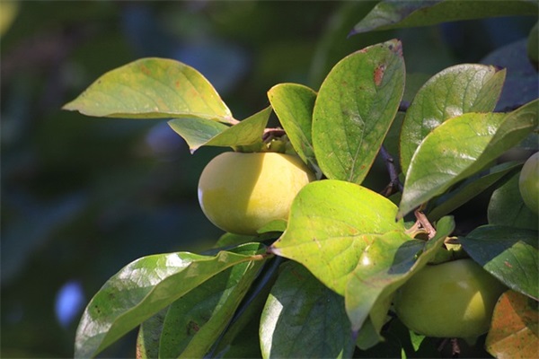 感人的情感语录摘录