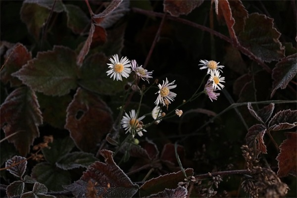 隐晦暗恋的情感语录 隐晦表达暗恋的文案
