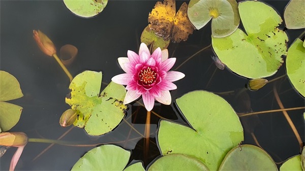 女人晚安励志语录正能量句子