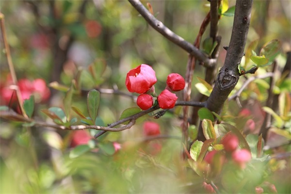 关于爱情的名人语录