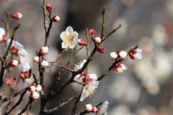 学校励志语录长句 校园经典语录
