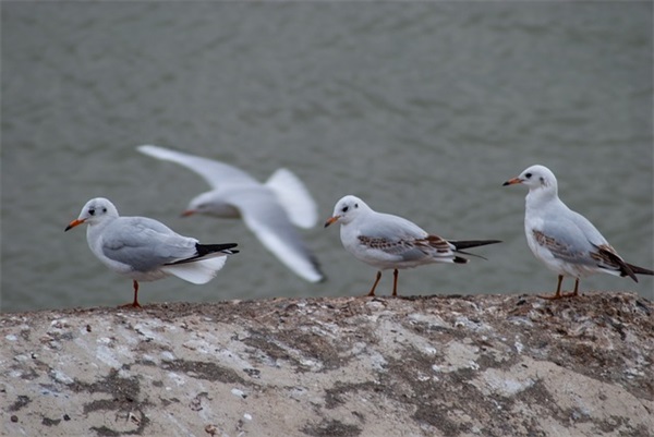 塑料姐妹花搞笑句子 塑料姐妹花语录的短语