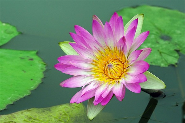 豆瓣经典语录54句