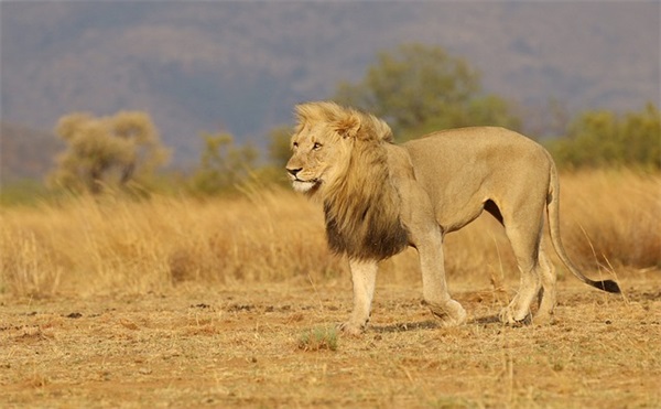 销售公司的鸡汤语录