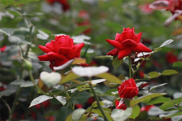 青春句子语录励志