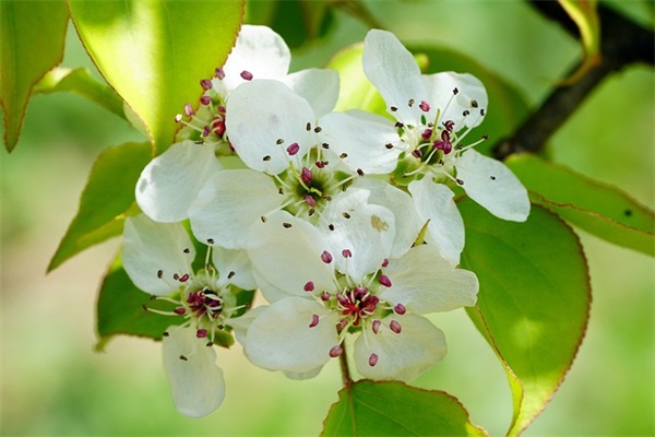 李白的诗名句经典语录 李白名言名句