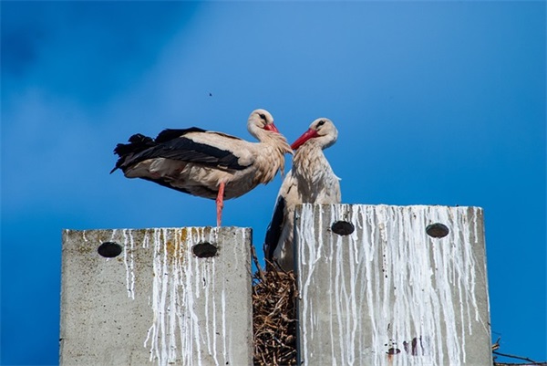 情人节关于爱情的正能量语录
