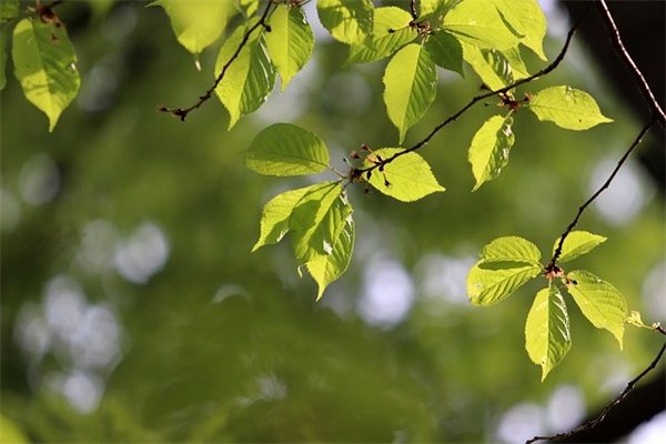 关于想念的唯美爱情语录