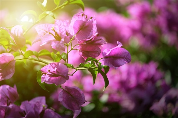 罗曼罗兰名言名句 罗曼罗兰经典语录大全