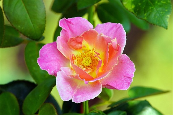 下定决心的励志语录 下定决心的句子图片