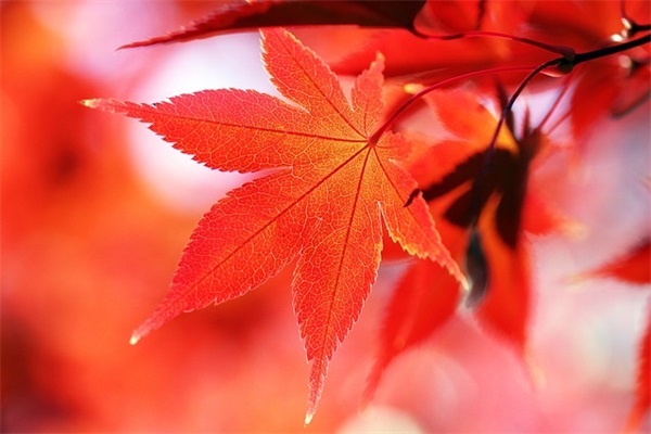 几米经典的语录