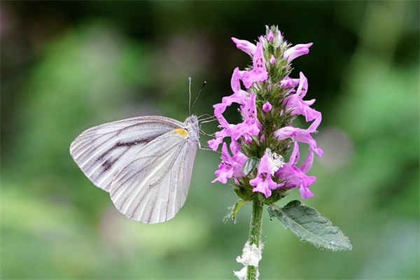 优美伤感古风经典语录 古风经典句子最新大全