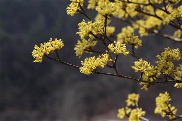 曾国藩经典语录集锦