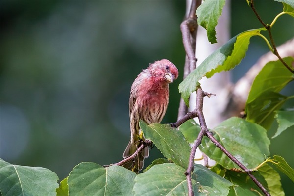 伤感语录爱情语录