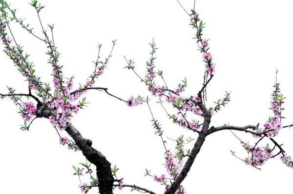 摘抄名著好句好段经典语录