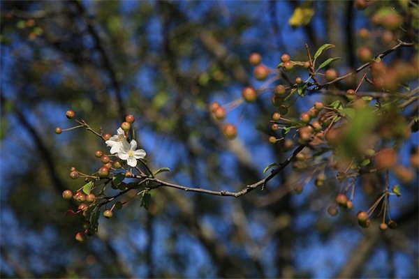 狄更斯经典语录英文