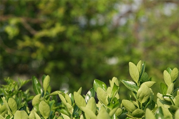 鸡汤语录伤心情况下的语句 鸡汤语录感情语句