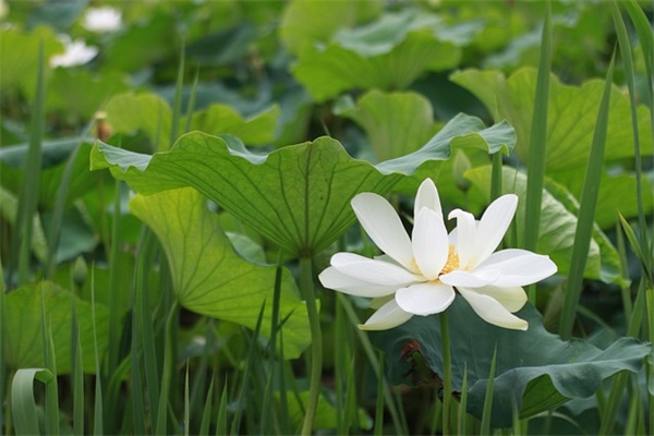 心灵鸡汤语录高考