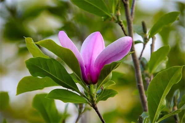 早安爱情语录短句