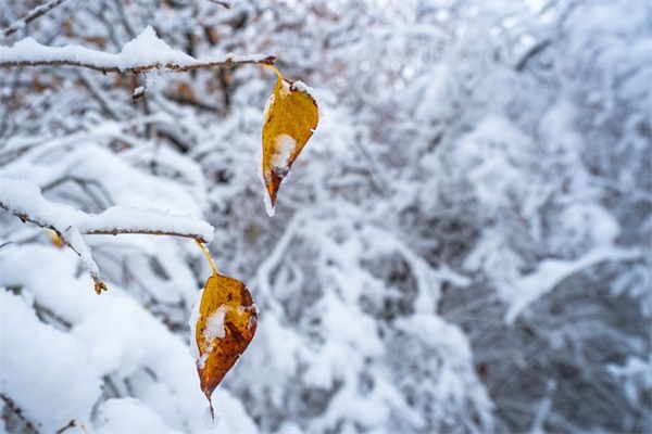 爱情公寓雷人语录84句