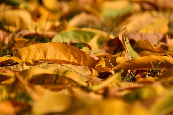 突然想家了经典语录 关于想家的说说