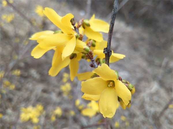 封神演义经典语录48句