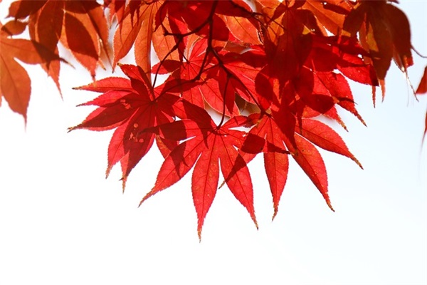 2026正能量语录 早安正能量语录