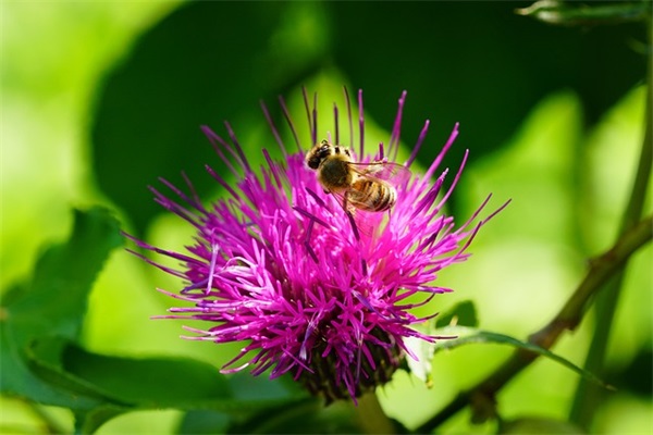 小清新经典句子语录