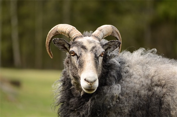 曾国藩修身处世语录 曾国藩修身处世的句子