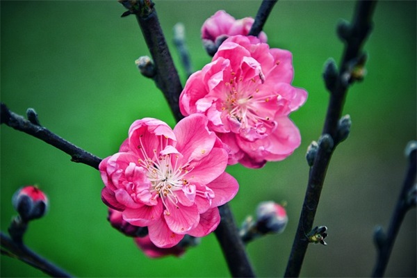 好的心情语录文案 好心情文案