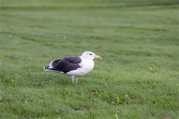 感情小清新语录唯美意境简短说说
